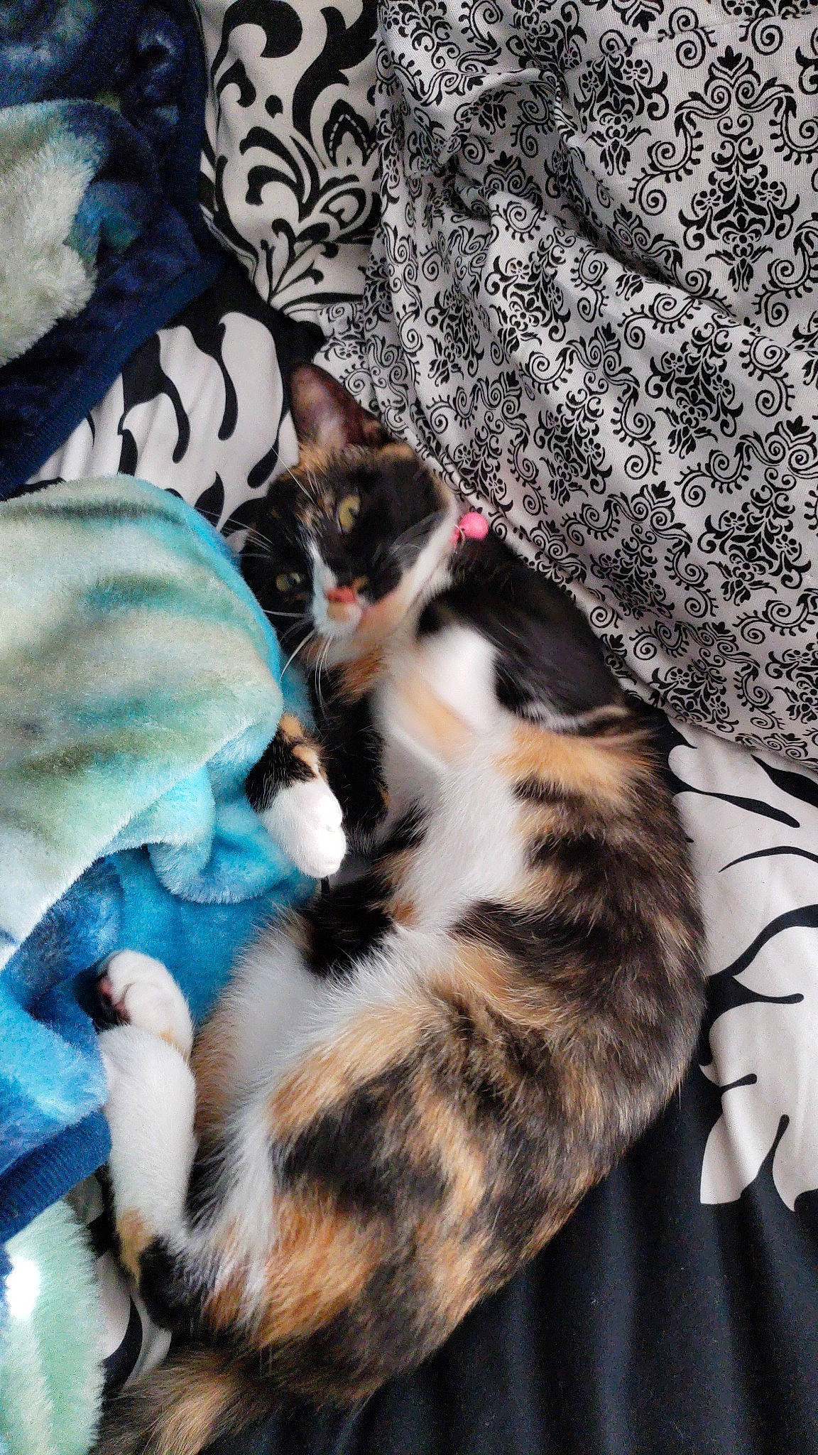 Tora is registered to the contest to win money with this photo: american_shorthair, asian, carnivore, cat, european_shorthair, felidae, fur, kitten, paw, small_to_medium_sized_cats, tail, whiskers