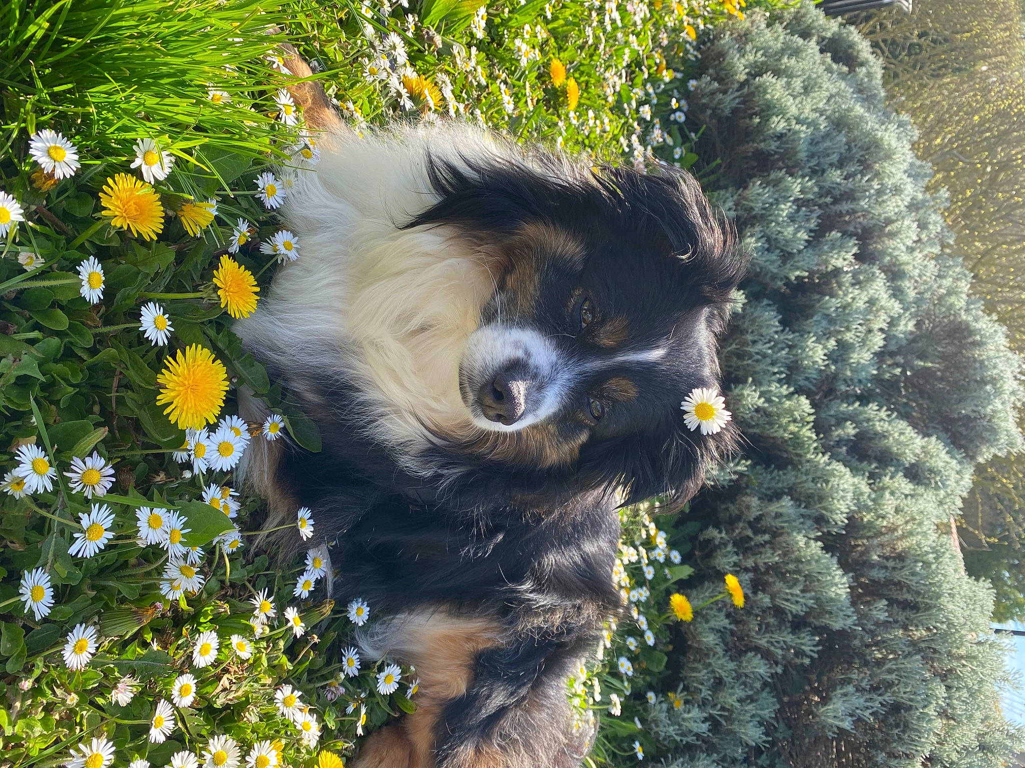 Bayron a rejoint le concours — aidez-le/la à gagner de superbes lots ! annual_plant, botany, canidae, carnivore, companion_dog, dog, dog_breed, fawn, flower, flowering_plant, fur, grass, leaf, petal, plant, shrub, snout, sporting_group, terrestrial_animal, working_animal