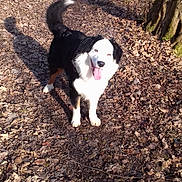 Orson participe au concours pour gagner de l'argent avec cette photo : adventure, border_collie, canidae, carnivore, dog, dog_breed, english_shepherd, mammal, soil, sporting_group, tail, vertebrate, working_dog