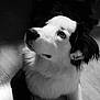Orson participe au concours pour gagner de l'argent avec cette photo : black_and_white, border_collie, canidae, carnivore, companion_dog, dog, dog_breed, ear, fur, mammal, monochrome, monochrome_photography, nose, puppy, rare_breed_dog, snout, sporting_group, style, whiskers, white