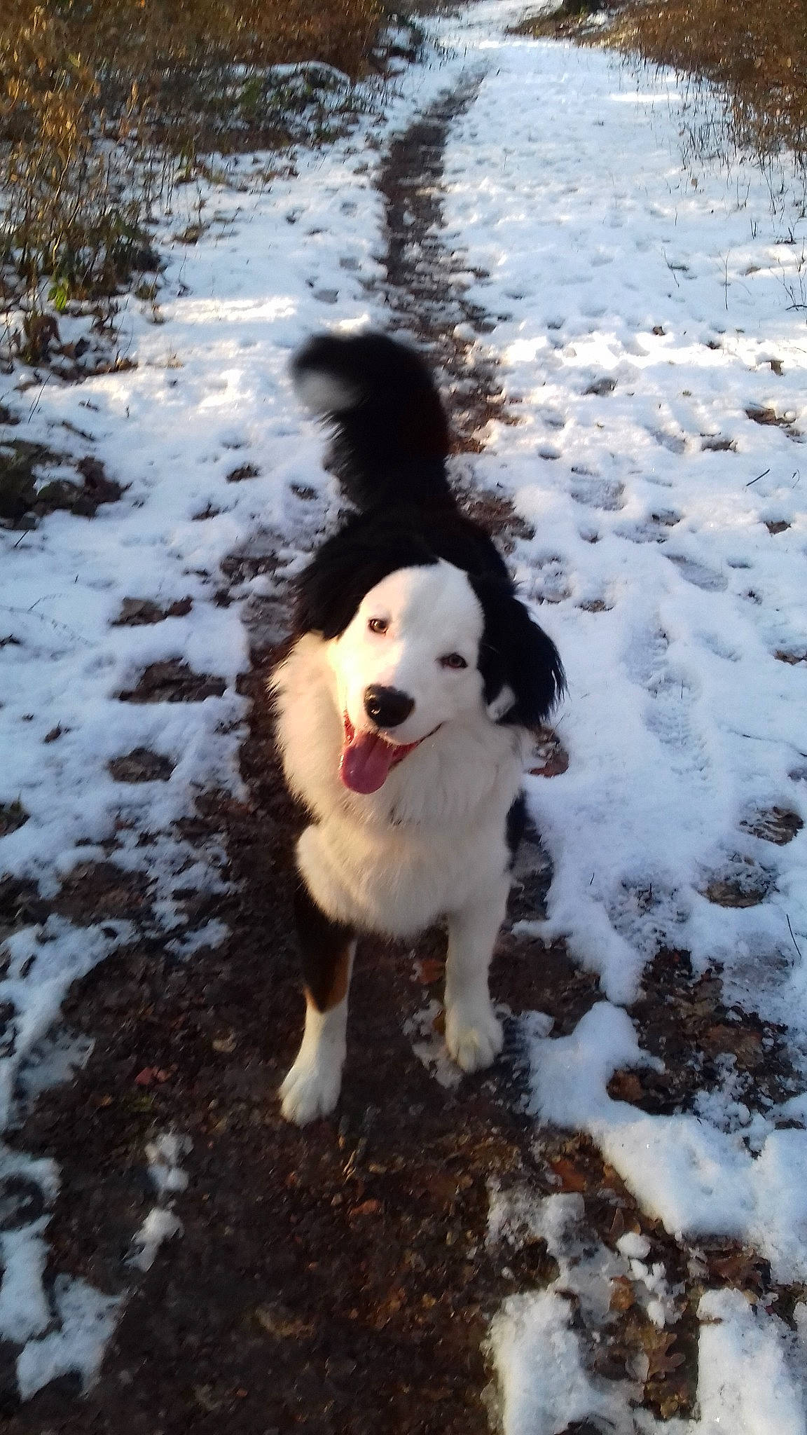 Orson participe au concours pour gagner de l'argent avec cette photo : canidae, carnivore, dog, dog_breed, english_shepherd, livestock_guardian_dog, mammal, mucuchies, person, pyrenean_mastiff, snow, sporting_group, tail, tornjak, vertebrate, winter, working_dog