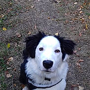 Orson participe au concours pour gagner de l'argent avec cette photo : border_collie, dog, dog_breed, dog_breed_group, dog_like_mammal, fur, karelian_bear_dog, snout