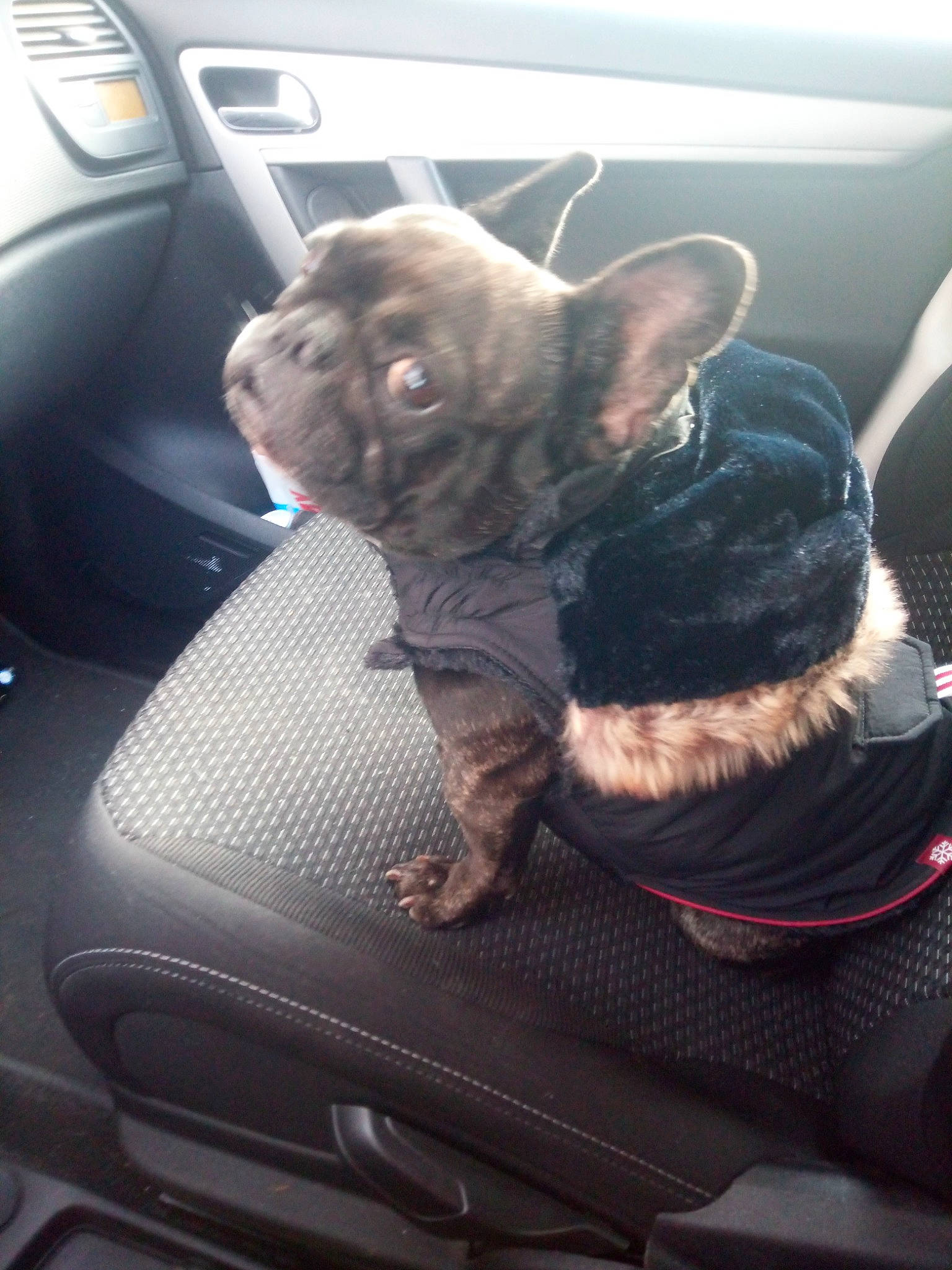 Oups participe au concours pour gagner de l'argent avec cette photo : auto_part, automotive_exterior, canidae, carnivore, collar, comfort, companion_dog, dog, dog_breed, ear, family_car, fawn, motor_vehicle, personal_luxury_car, snout, sporting_group, steering_wheel, toy_dog, vehicle_door, whiskers