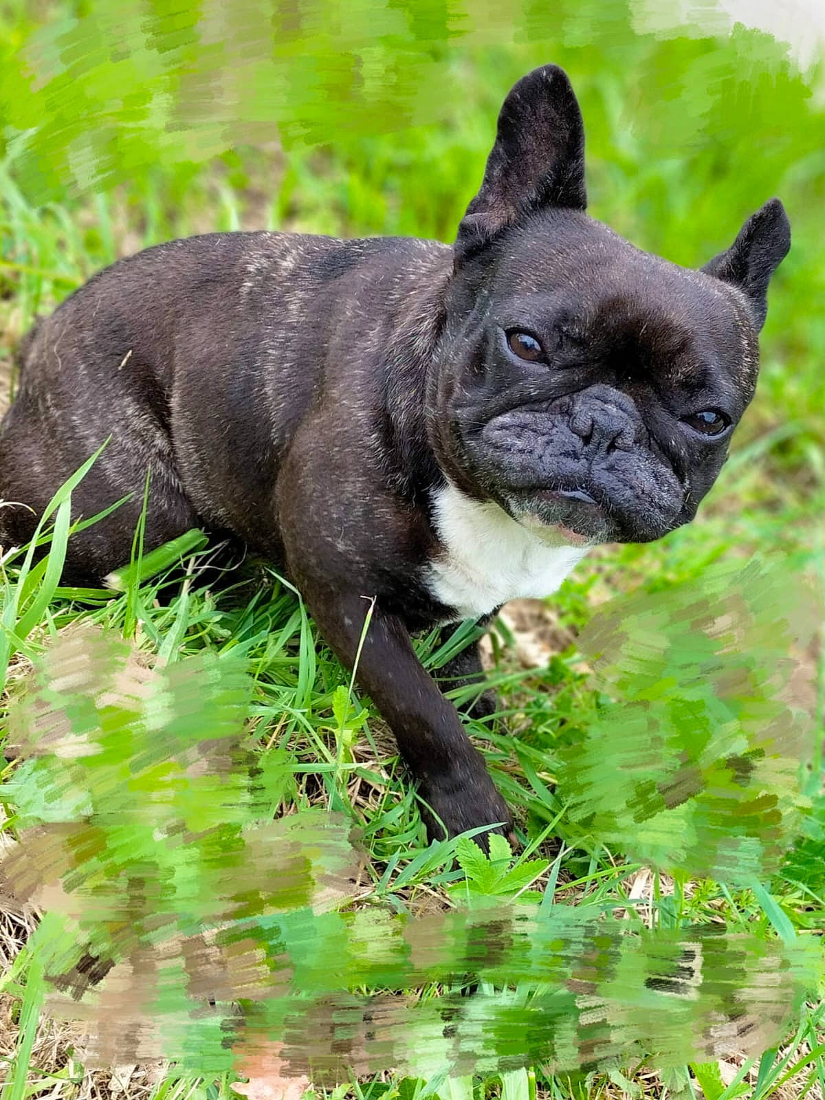Oups participe au concours pour gagner de l'argent avec cette photo : bulldog, carnivore, collar, companion_dog, dog, dog_breed, dog_collar, fawn, french_bulldog, grass, non_sporting_group, plant, snout, sporting_group, terrestrial_animal, toy_dog, working_animal, wrinkle