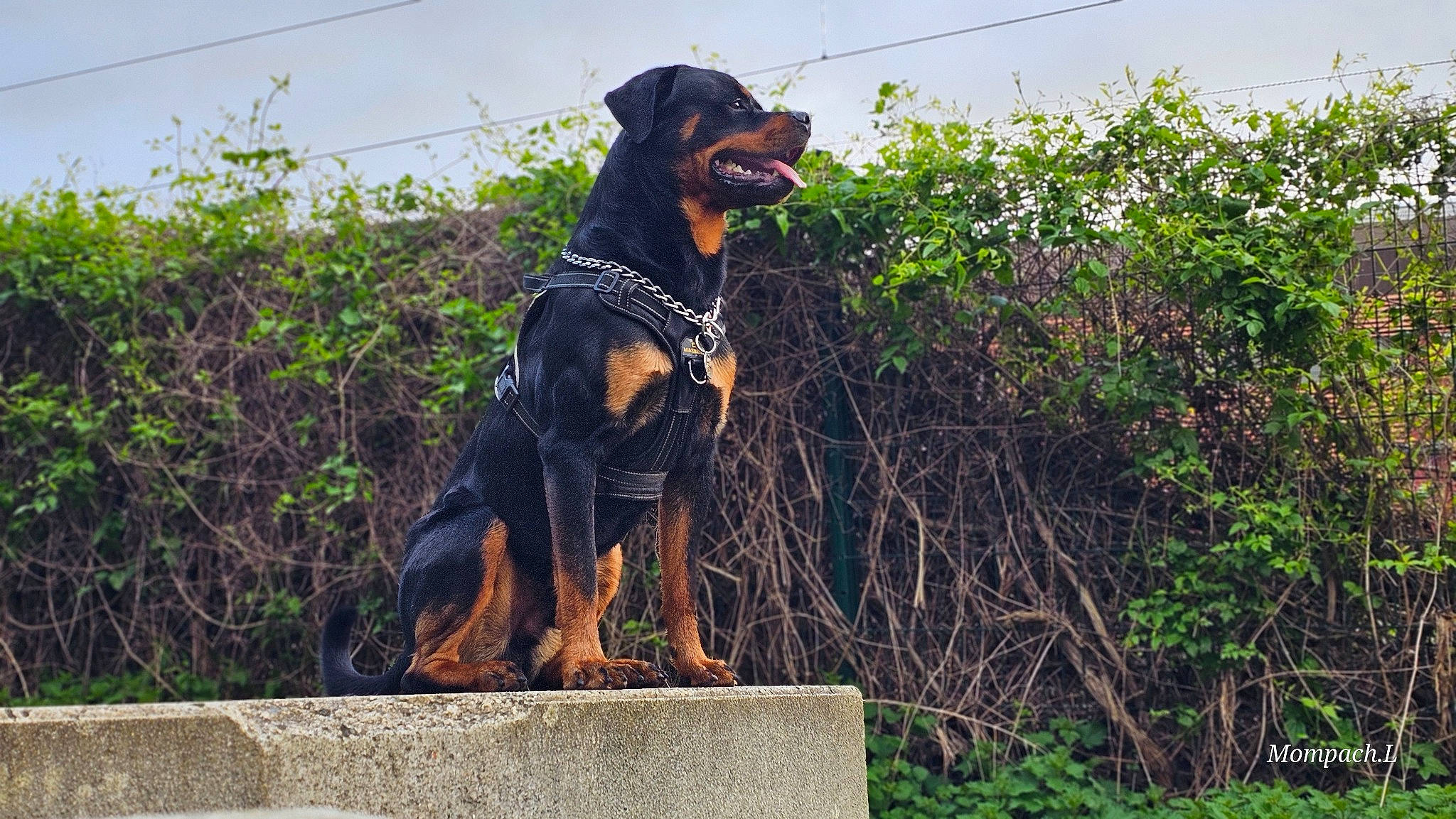 Urüs a rejoint le concours — aidez-le/la à gagner de superbes lots ! art, canidae, carnivore, collar, companion_dog, dog, dog_breed, dog_collar, fawn, grass, guard_dog, hunting_dog, pet_supply, plant, shrub, sky, sporting_group, tail, working_animal, working_dog