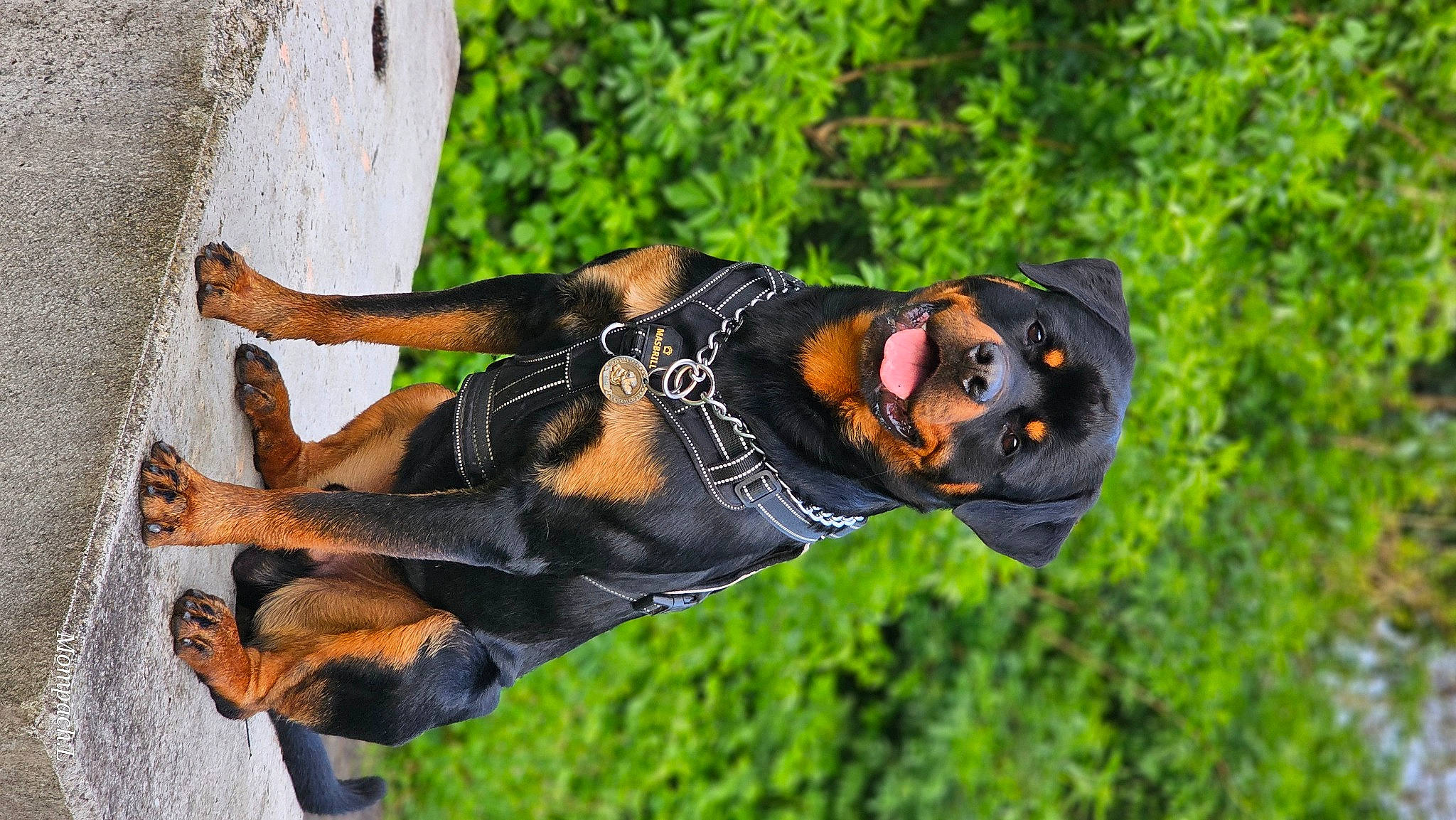 Urüs a rejoint le concours — aidez-le/la à gagner de superbes lots ! canidae, carnivore, dog, dog_breed, goggles, grass, guard_dog, happy, hat, hunting_dog, personal_protective_equipment, plant, recreation, rottweiler, sporting_group, sunglasses, tree, wood, working_dog