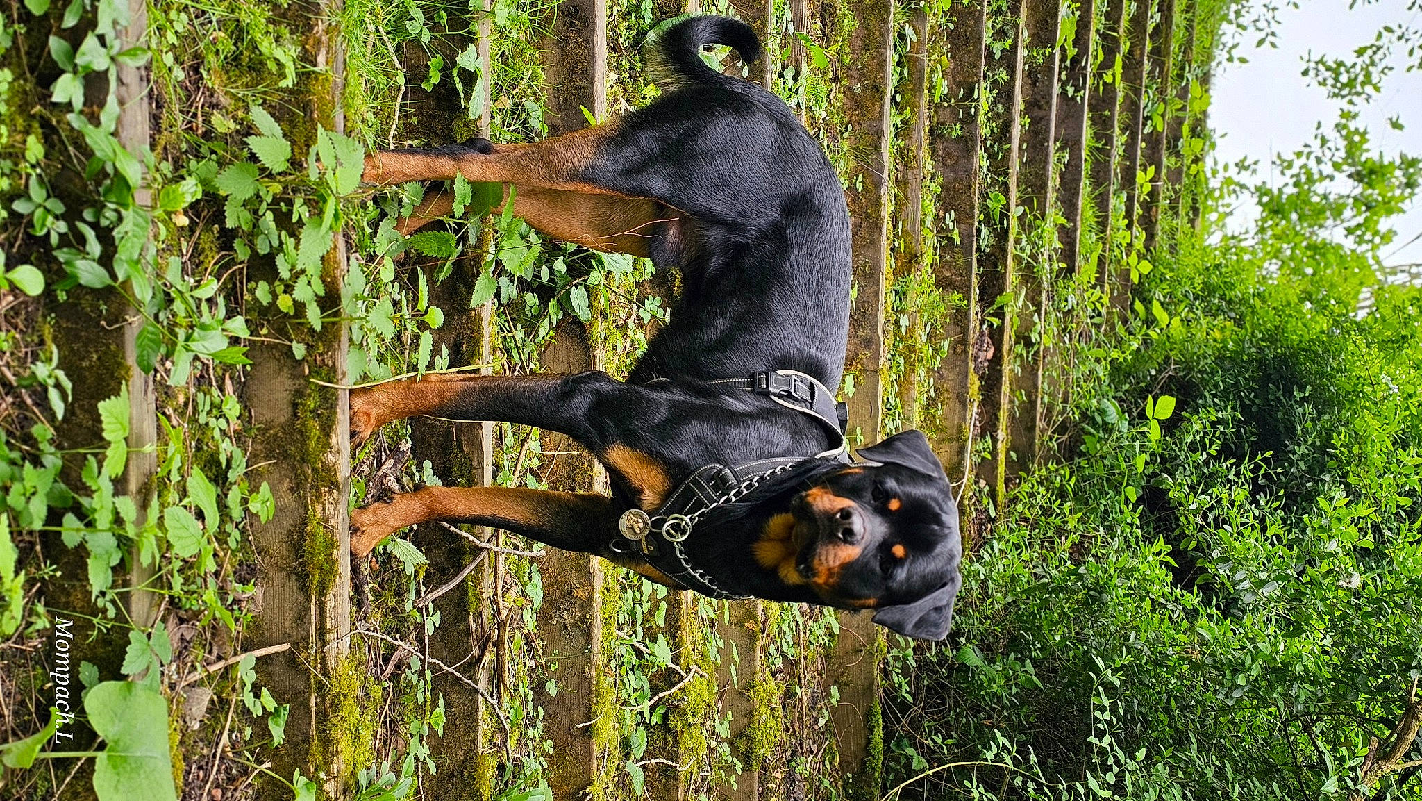 Urüs a rejoint le concours — aidez-le/la à gagner de superbes lots ! canidae, carnivore, dobermann, dog, dog_breed, dress, fawn, forest, grass, jungle, organism, plant, snout, sporting_group, tail, terrestrial_animal, tree, trunk, woodland, working_animal