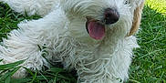 Bella is registered to the contest to win money with this photo: dog, white_dog, grass, outdoor, happy, tongue_out, pet, fluffy, canine, house, window, door, american_flag, daylight, greenery, nature, yard, fur, playful, summer