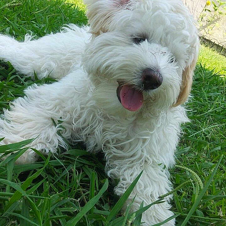 Bella is registered to the contest to win money with this photo: american_flag, canine, daylight, dog, door, fluffy, fur, grass, greenery, happy, house, nature, outdoor, pet, playful, summer, tongue_out, white_dog, window, yard