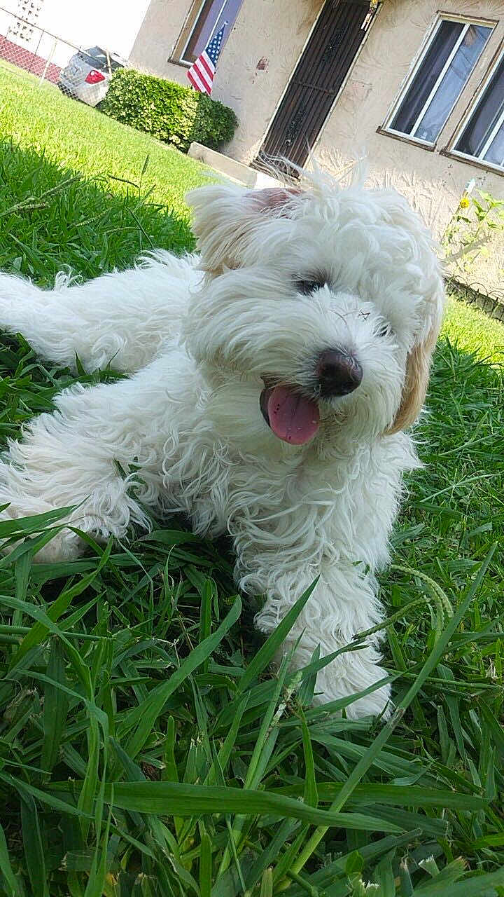 Bella is registered to the contest to win money with this photo: dog, white_dog, grass, outdoor, happy, tongue_out, pet, fluffy, canine, house, window, door, american_flag, daylight, greenery, nature, yard, fur, playful, summer
