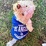 Bella joined the competition — help win amazing prizes! dog, white_dog, small_dog, curly_fur, blue_shirt, los_angeles, dodgers, grass, outdoor, pet, animal, looking_up, fur, cute, sitting, canine, shirt, sports_fan, nature, daylight