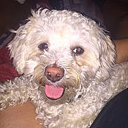 Bella joined the competition — help win amazing prizes! dog, curly_hair, white_dog, pet, happy, tongue_out, indoor, lap, close_up, fur, animal, cute, companion, relaxed, canine, friend, cozy, smiling, fluffy, domestic
