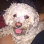 dog, curly_hair, white_dog, pet, happy, tongue_out, indoor, lap, close_up, fur, animal, cute, companion, relaxed, canine, friend, cozy, smiling, fluffy, domestic
