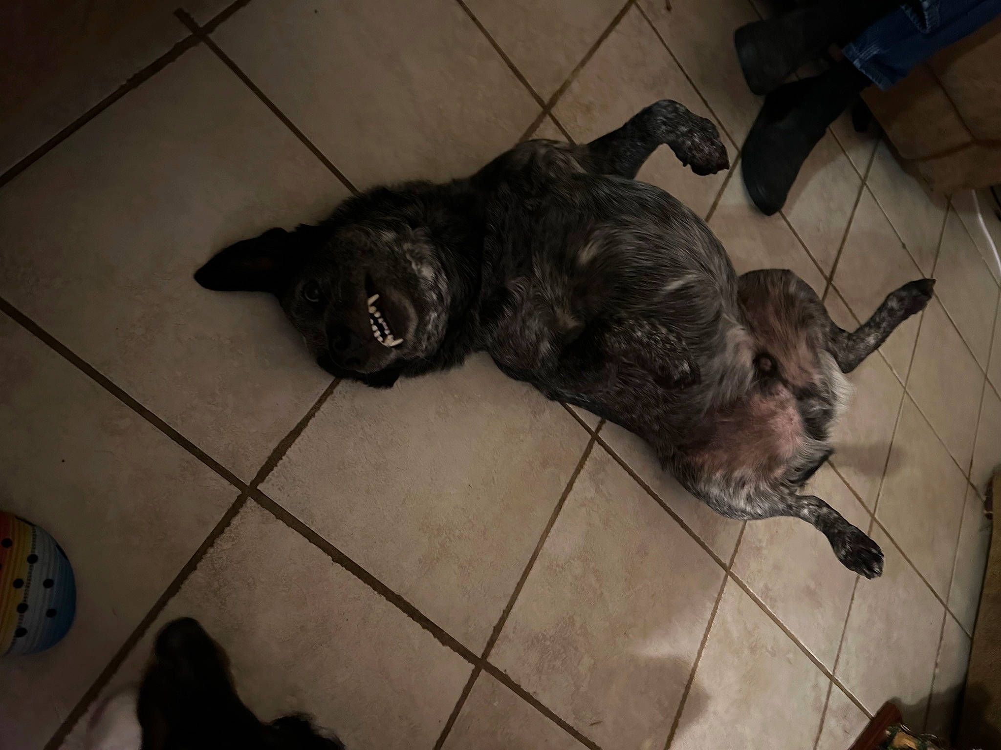 Cooper Ray joined the competition — help win amazing prizes! animal_shelter, carnivore, claw, comfort, companion_dog, dog_breed, domestic_short_haired_cat, fawn, felidae, flooring, foot, fur, non_sporting_group, paw, small_to_medium_sized_cats, snout, tail, terrestrial_animal, whiskers, working_animal