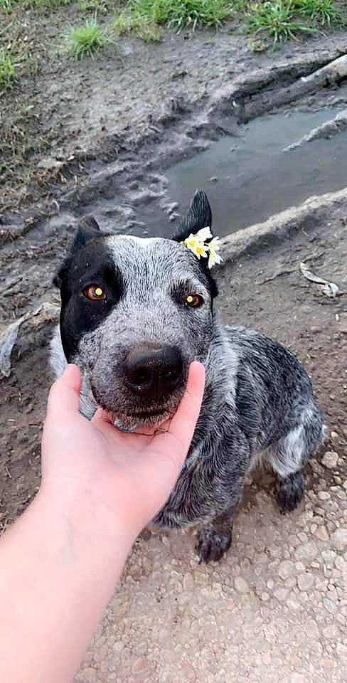 Cooper Ray is registered to the contest to win money with this photo: australian_cattle_dog, canidae, carnivore, dog, dog_breed, guard_dog, herding_dog, paw, sand, sporting_group, texas_heeler, whiskers, working_animal, working_dog
