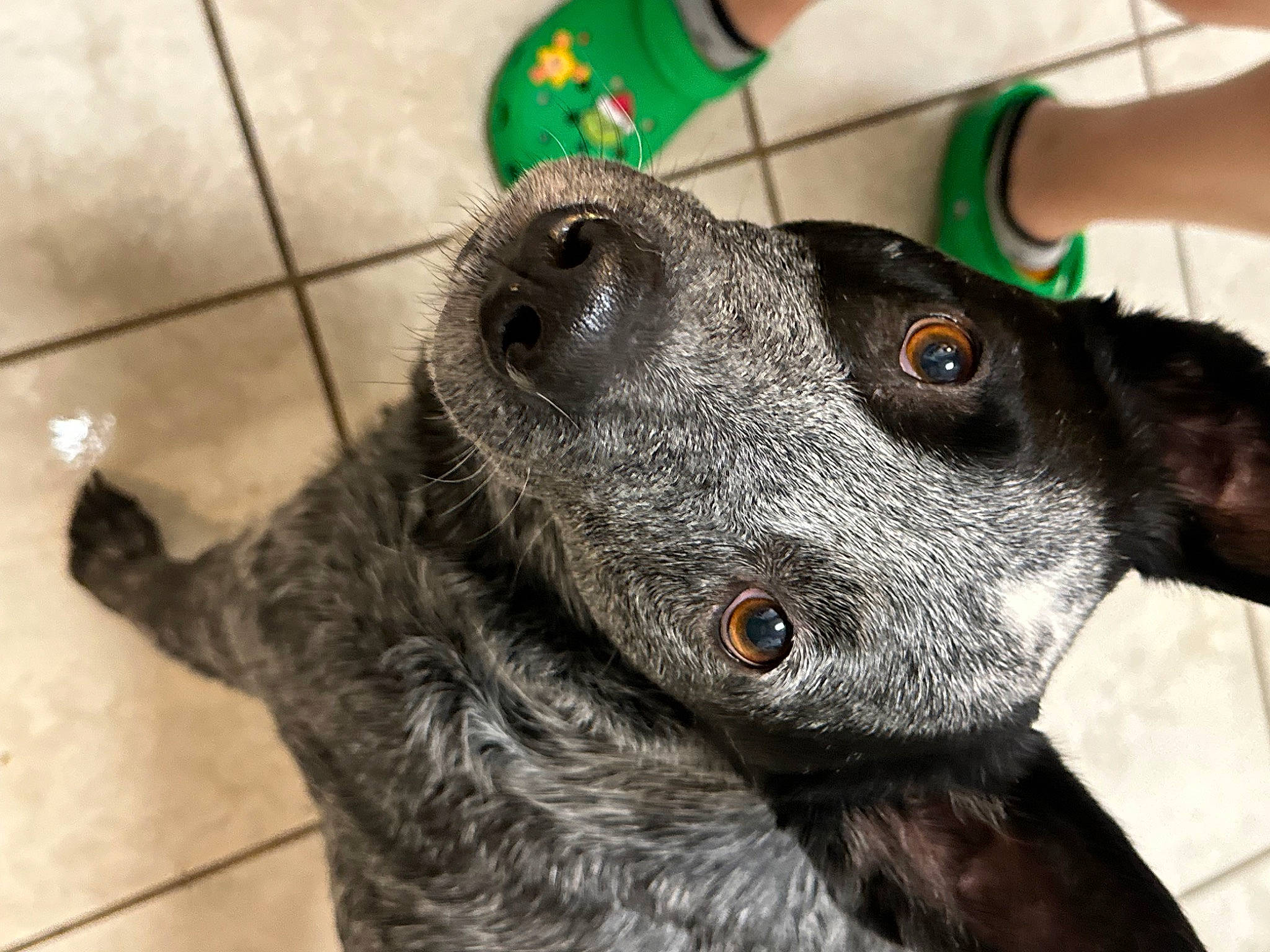 Cooper Ray is registered to the contest to win money with this photo: canidae, carnivore, collar, companion_dog, dog, dog_breed, dog_collar, ear, fur, guard_dog, non_sporting_group, sporting_group, terrier, toy_dog, whiskers, working_animal