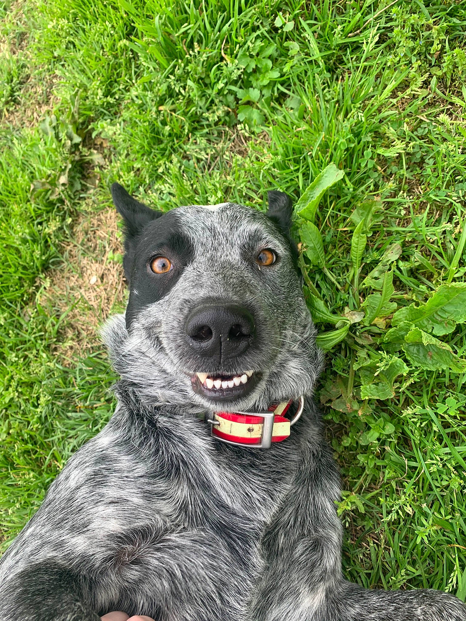 Cooper Ray is registered to the contest to win money with this photo: borador, canidae, carnivore, collar, companion_dog, dog, dog_breed, dog_collar, fang, fur, grass, groundcover, hunting_dog, plant, snout, sporting_group, terrestrial_animal, whiskers, working_animal, working_dog