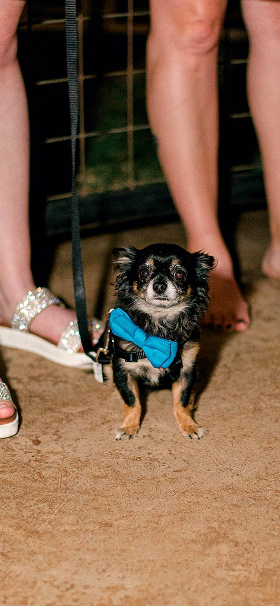 Doodles joined the competition — help win amazing prizes! calf, canidae, carnivore, companion_dog, dog, dog_breed, dog_supply, electric_blue, fashion_accessory, fawn, foot, fur, human_leg, recreation, snout, sporting_group, thigh, toy_dog, working_animal, working_dog