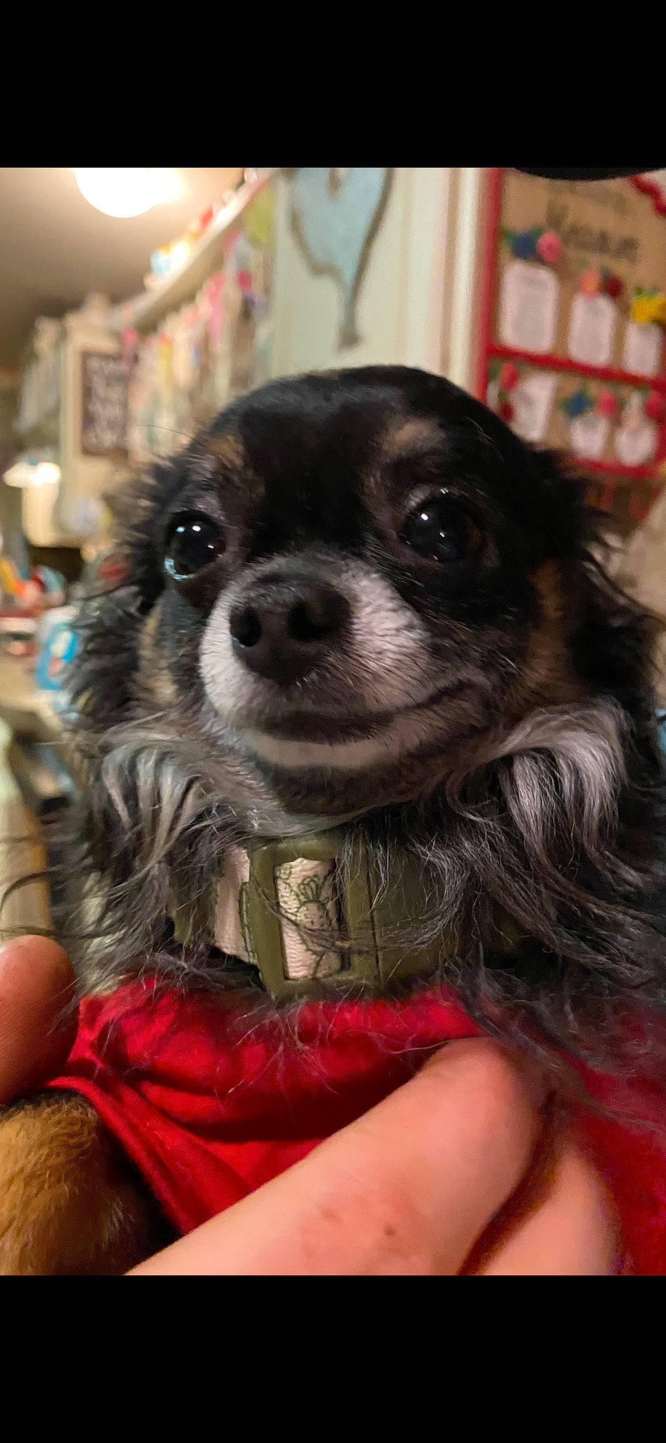 Doodles joined the competition — help win amazing prizes! canidae, carnivore, companion_dog, dog, dog_breed, dog_supply, fawn, fur, puppy, snout, sporting_group, toy_dog, whiskers, working_animal