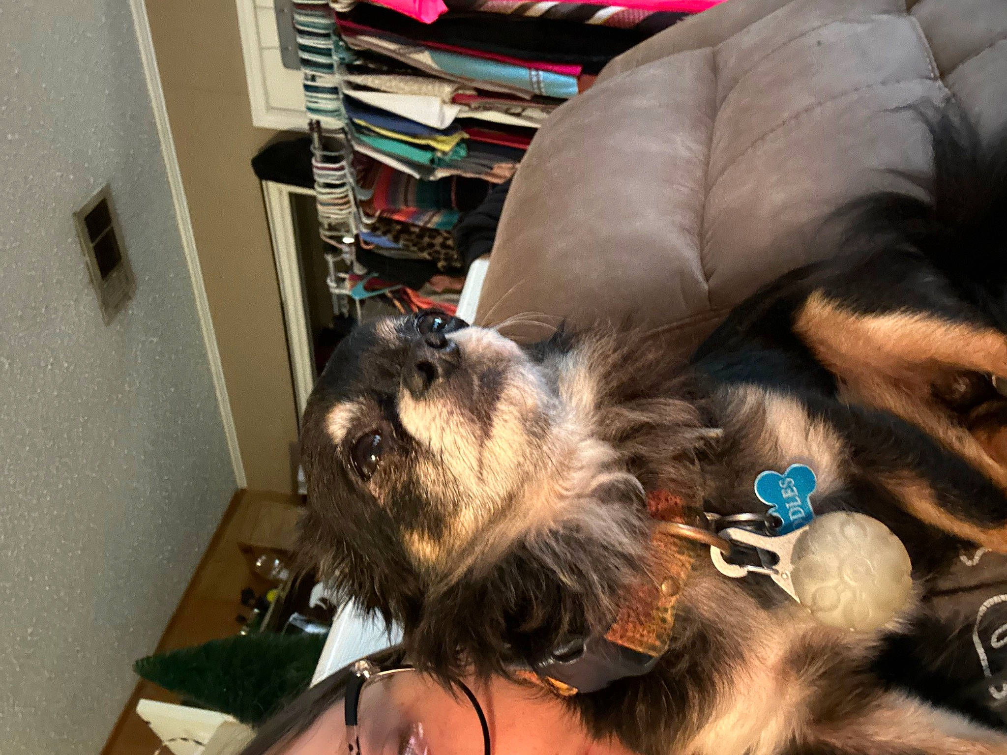 Doodles joined the competition — help win amazing prizes! beard, canidae, carnivore, companion_dog, dog, dog_breed, ear, eyewear, fawn, felidae, fur, hat, selfie, small_terrier, snout, sporting_group, terrier, toy_dog, whiskers, working_animal