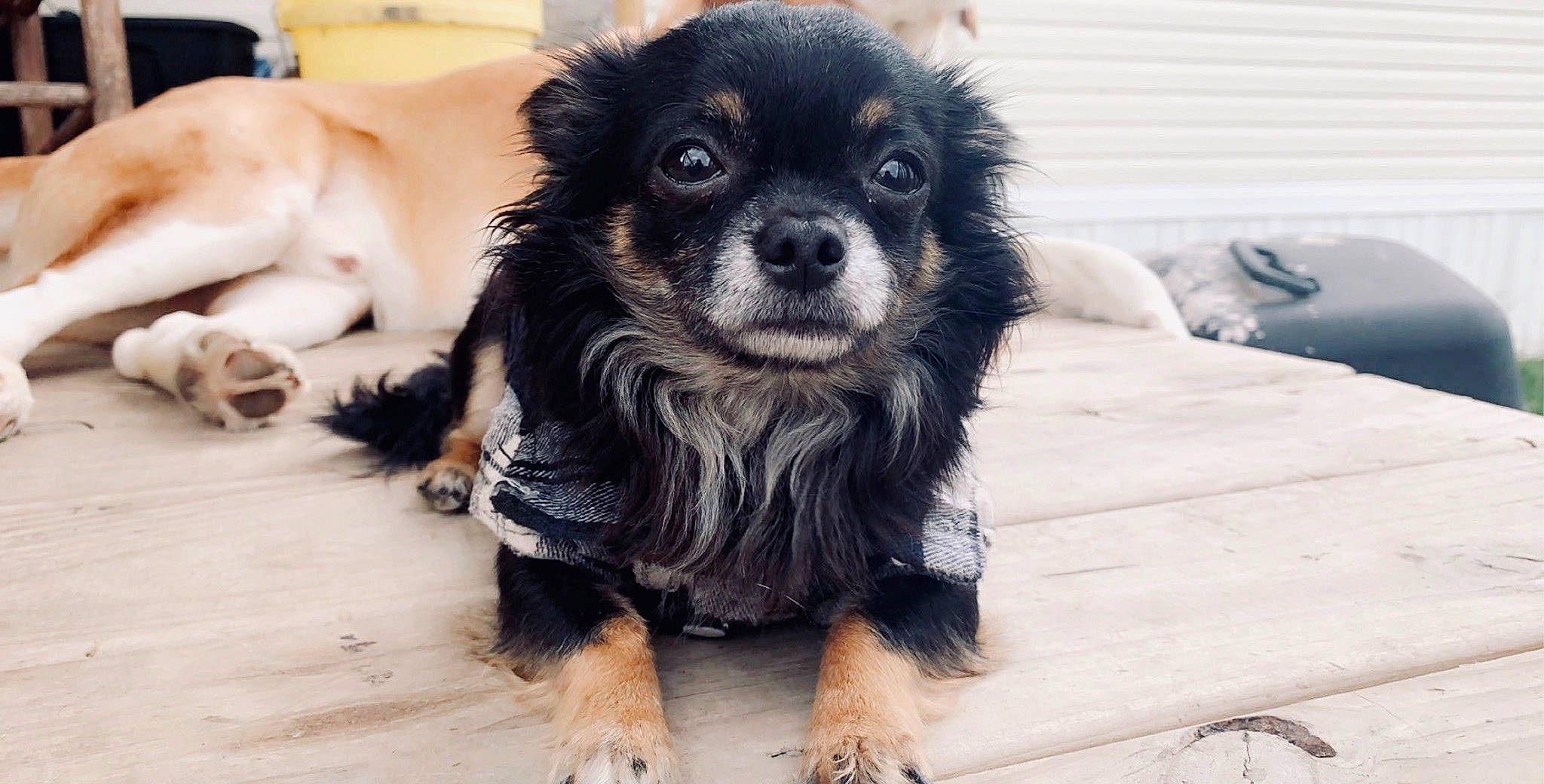 Doodles is registered to the contest to win money with this photo: canidae, carnivore, chihuahua, companion_dog, dog, dog_breed, dog_supply, fawn, fur, liver, paw, small_terrier, snout, sporting_group, terrestrial_animal, tibetan_spaniel, toy_dog, whiskers, working_animal, working_dog