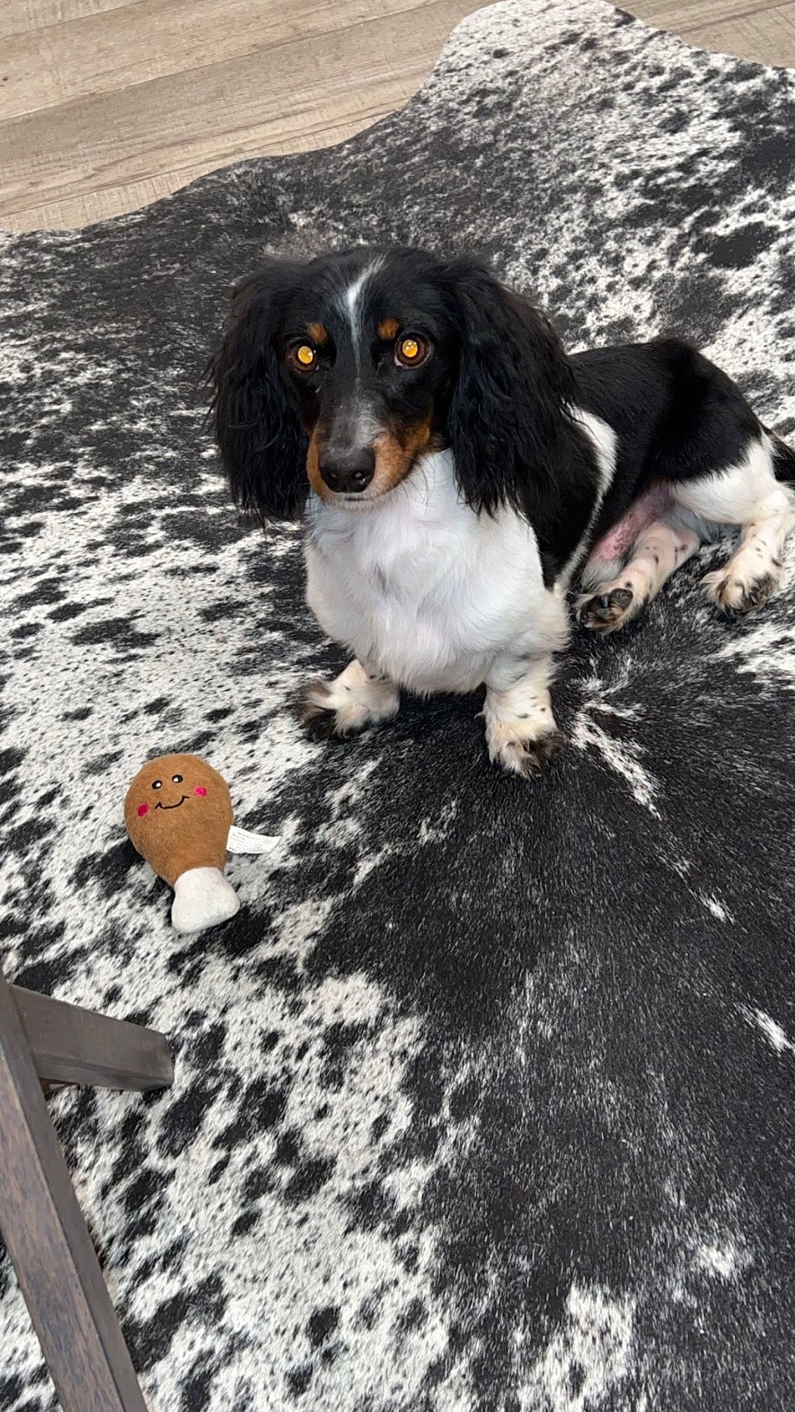 Hank Williams is registered to the contest to win money with this photo: ball, canidae, carnivore, companion_dog, dog, dog_breed, fur, hunting_dog, liquid, snout, soil, sporting_group, winter, working_dog