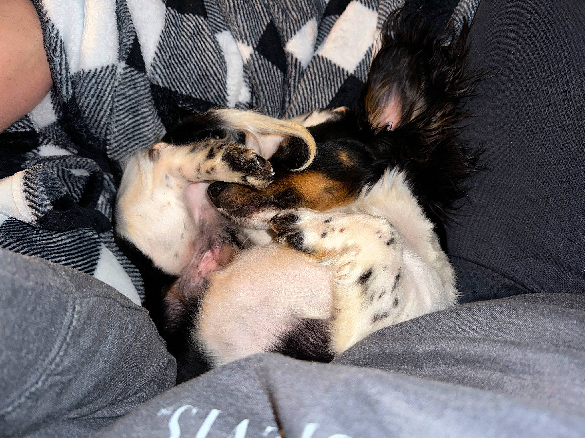 Hank Williams is registered to the contest to win money with this photo: canidae, carnivore, clock, comfort, companion_dog, dog, dog_breed, fawn, felidae, fur, herding_dog, paw, puppy_love, scotch_collie, small_to_medium_sized_cats, sporting_group, tail, toy_dog, whiskers, working_dog