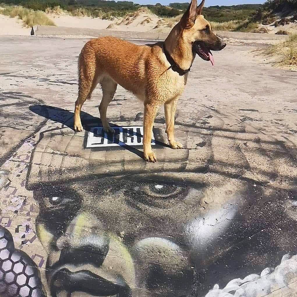 Laia participe au concours pour gagner de l'argent avec cette photo : belgian_shepherd, belgian_shepherd_malinois, canidae, carnivore, dog, dog_breed, dog_walking, fawn, german_shepherd_dog, kunming_wolfdog, mammal, street_dog