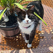 Nelly is registered to the contest to win money with this photo: animal, cat, closeup, collar, curious, domestic_cat, feline, glass_table, green_leaves, nature, outdoor, pet, plant, potted_plant, shadow, sunlight, tabletop, tuxedo_cat, whiskers, wicker_table