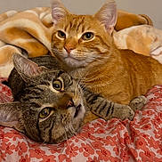 Meeko And Mushu is registered to the contest to win money with this photo: cat, tabby_cat, orange_cat, striped_cat, pet, animal, feline, snuggling, blanket, floral_pattern, bedroom, cozy, cute, indoor, whiskers, ears, fur, resting, companions, curious