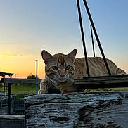 Mushu joined the competition — help win amazing prizes! cat, orange_tabby, wooden_fence, sunset, outdoor, animal, pet, nature, sky, peaceful, rustic, relaxed, feline, whiskers, ears, grass, quiet, evening, sunlight, wildlife