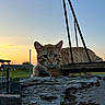 cat, orange_tabby, wooden_fence, sunset, outdoor, animal, pet, nature, sky, peaceful, rustic, relaxed, feline, whiskers, ears, grass, quiet, evening, sunlight, wildlife