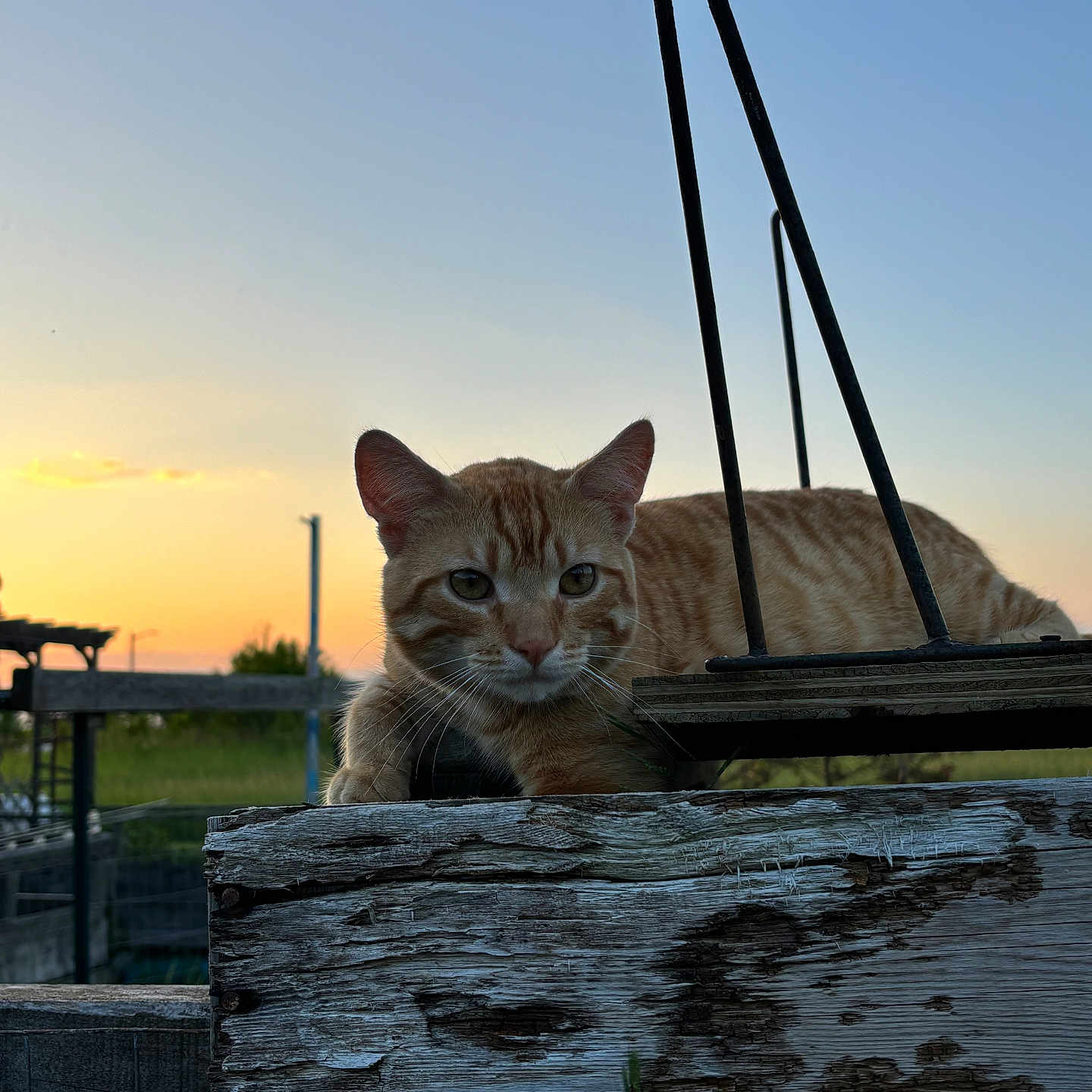 Mushu joined the competition — help win amazing prizes! cat, orange_tabby, wooden_fence, sunset, outdoor, animal, pet, nature, sky, peaceful, rustic, relaxed, feline, whiskers, ears, grass, quiet, evening, sunlight, wildlife