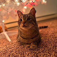 Meeko joined the competition — help win amazing prizes! cat, tabby_cat, carpet, christmas_tree, holiday_lights, indoor, pet, feline, brown, decorations, curious, festive, soft_lighting, close_up, animal, whiskers, ears, floor, domestic_cat, looking_up