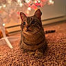 cat, tabby_cat, carpet, christmas_tree, holiday_lights, indoor, pet, feline, brown, decorations, curious, festive, soft_lighting, close_up, animal, whiskers, ears, floor, domestic_cat, looking_up