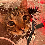 Meeko joined the competition — help win amazing prizes! cat, tabby, animal, pet, christmas_tree, artificial_tree, white_tree, red_light, holiday, decorations, curious, closeup, whiskers, face, eyes, nose, indoor, festive, celebration, cute