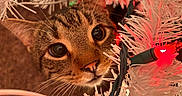 Meeko joined the competition — help win amazing prizes! cat, tabby, animal, pet, christmas_tree, artificial_tree, white_tree, red_light, holiday, decorations, curious, closeup, whiskers, face, eyes, nose, indoor, festive, celebration, cute