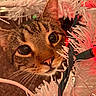 cat, tabby, animal, pet, christmas_tree, artificial_tree, white_tree, red_light, holiday, decorations, curious, closeup, whiskers, face, eyes, nose, indoor, festive, celebration, cute