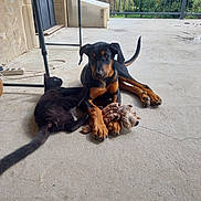 Moun participe au concours pour gagner de l'argent avec cette photo : accessories, animal, architecture, boxer, building, canine, cat, dog, doghouse, door, hound, house, housing, outdoors, patio, pet, porch, puppy, strap, wood