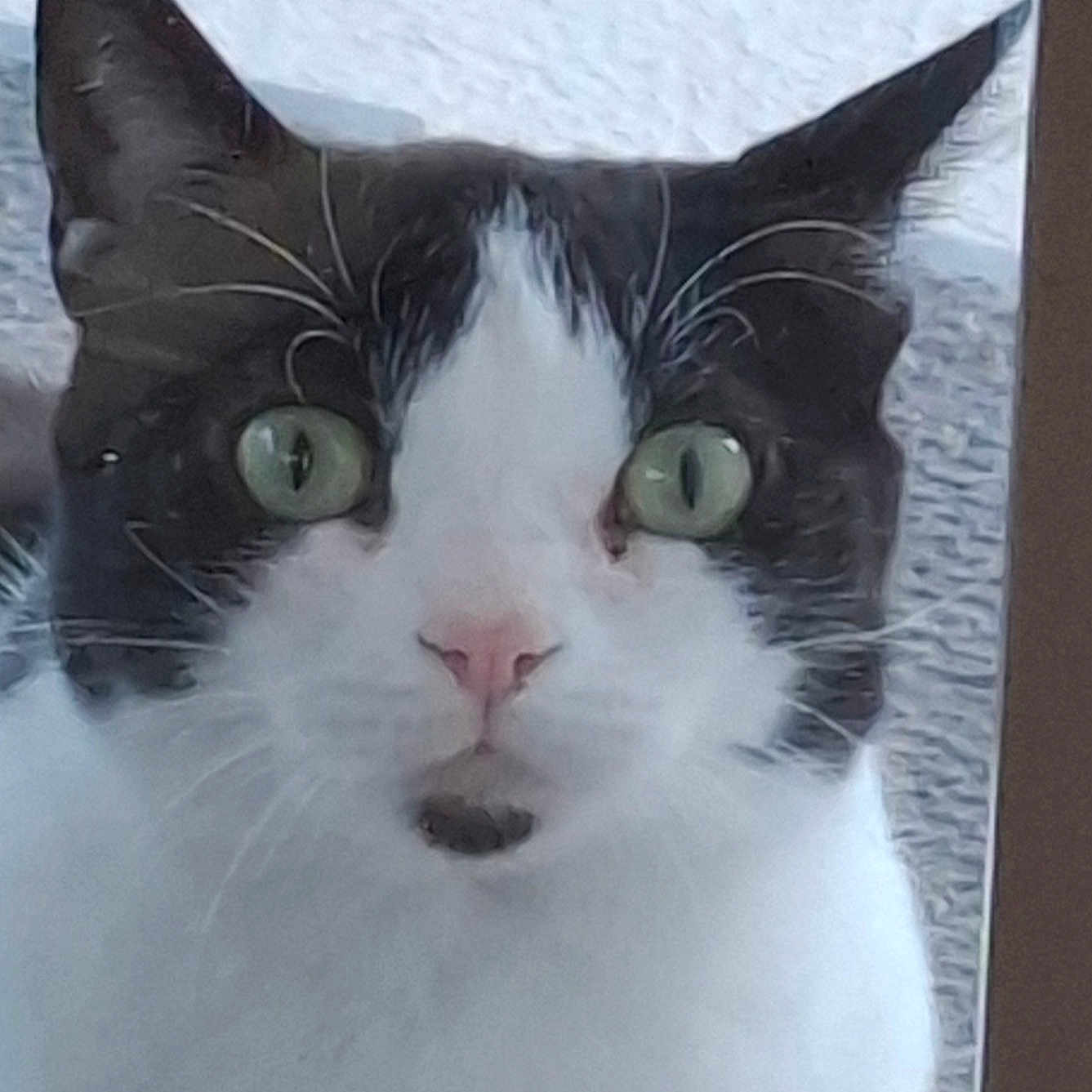 Bibi Dacheux a rejoint le concours — aidez-le/la à gagner de superbes lots ! animal, black_and_white, cat, close_up, curious, domestic_cat, ears, face, feline, fur, green_eyes, looking, mammal, nose, outdoor, pet, portrait, whisker, whiskers, window