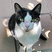 Bibi Dacheux a rejoint le concours — aidez-le/la à gagner de superbes lots ! animal, black_and_white, cat, closeup, cute, daylight, ears, feline, fur, green_eyes, looking_up, outdoor, paws, pet, portrait, shadow, sitting, sunlight, tiled_floor, whiskers