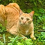 Jones Dacheux participe au concours pour gagner de l'argent avec cette photo : animal, cat, crouching, curious, ears, eyes, feline, garden, ginger_cat, grass, greenery, ground, leaf, mammal, nature, outdoor, pet, plants, whiskers, wildlife