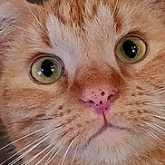 Jones Dacheux participe au concours pour gagner de l'argent avec cette photo : cat, orange_tabby, close_up, face, whiskers, green_eyes, pink_nose, fur, pet, animal, curious, cute, domestic_cat, portrait, mammal, feline, indoor, closeup, expression, whisker_spots