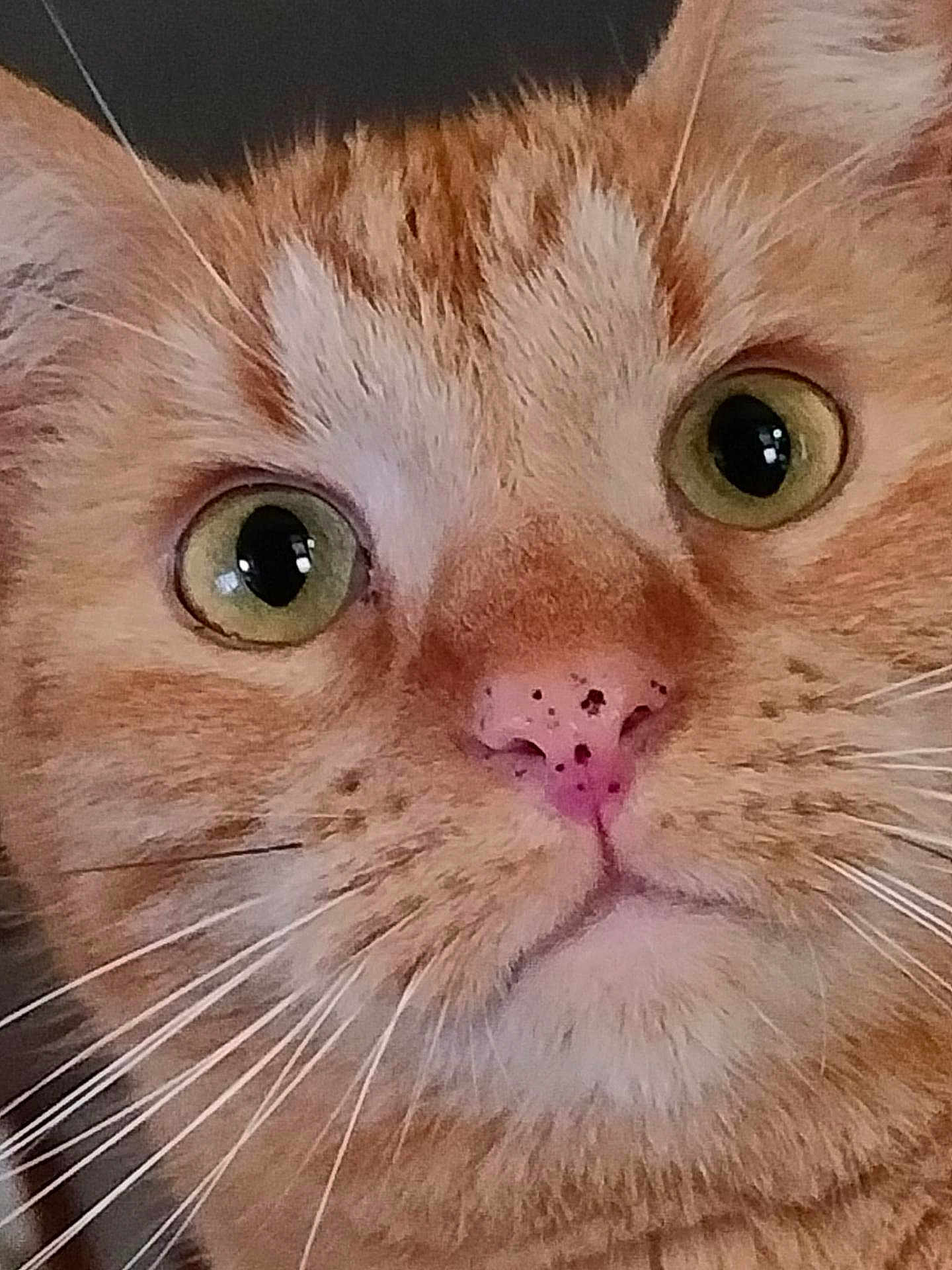 Jones Dacheux participe au concours pour gagner de l'argent avec cette photo : cat, orange_tabby, close_up, face, whiskers, green_eyes, pink_nose, fur, pet, animal, curious, cute, domestic_cat, portrait, mammal, feline, indoor, closeup, expression, whisker_spots