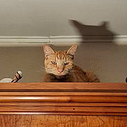 Jones Dacheux participe au concours pour gagner de l'argent avec cette photo : animal, cat, curious, cute, domestic, ears, expression, feline, furniture, ginger_cat, household, indoor, mammal, pet, portrait, quiet, resting, shadow, wall, wooden_surface