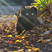 Spock a rejoint le concours — aidez-le/la à gagner de superbes lots ! black_cat, cat, animal, outdoor, nature, leaves, plants, sunlight, lens_flare, autumn, feline, wildlife, closeup, ground, mammal, daylight, eyes, quiet, shadow, stillness