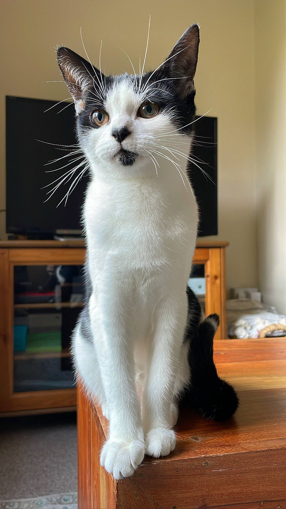 Kimi is registered to the contest to win money with this photo: carnivore, cat, comfort, domestic_short_haired_cat, felidae, flooring, formal_wear, fur, hardwood, paw, shelf, sitting, small_to_medium_sized_cats, snout, tail, whiskers, window, wood