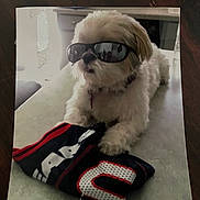 Buddy joined the competition — help win amazing prizes! dog, sunglasses, table, clothing, white_dog, pet, indoor, fur, accessory, folded_clothes, relaxed, small_dog, shih_tzu, cool, portrait, animal, domestic_animal, cute, toy_dog, wearing_glasses