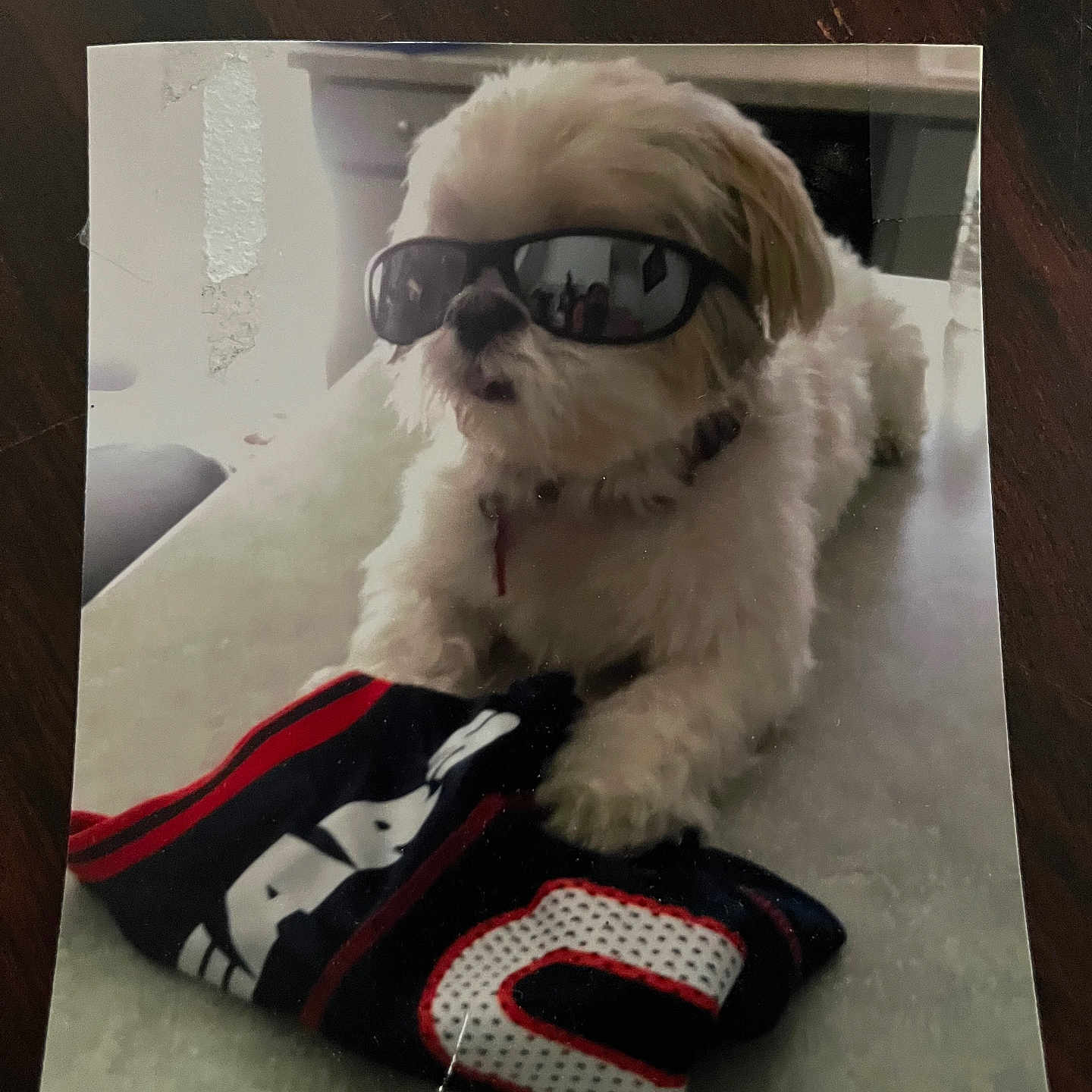Buddy joined the competition — help win amazing prizes! accessory, animal, clothing, cool, cute, dog, domestic_animal, folded_clothes, fur, indoor, pet, portrait, relaxed, shih_tzu, small_dog, sunglasses, table, toy_dog, wearing_glasses, white_dog