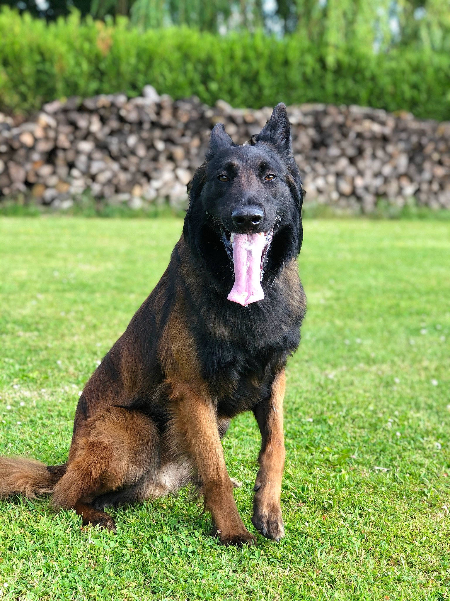 Onyx participe au concours pour gagner de l'argent avec cette photo : belgian_shepherd, belgian_shepherd_malinois, bohemian_shepherd, canidae, carnivore, dog, dog_breed, german_shepherd_dog, king_shepherd, mammal, old_german_shepherd_dog, plant, rare_breed_dog, shiloh_shepherd_dog, sporting_group, tervuren, vertebrate, working_dog
